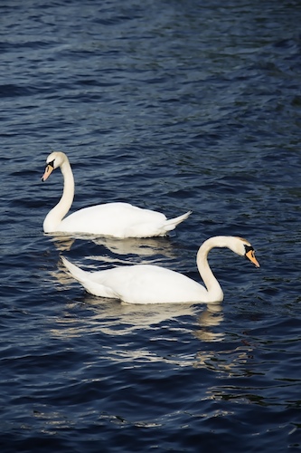 River Swans