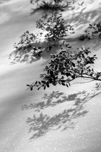 Shadow and Sparkle