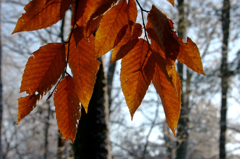 Sheltered in Winter