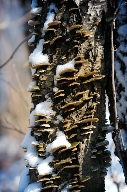 Shelves with Snow