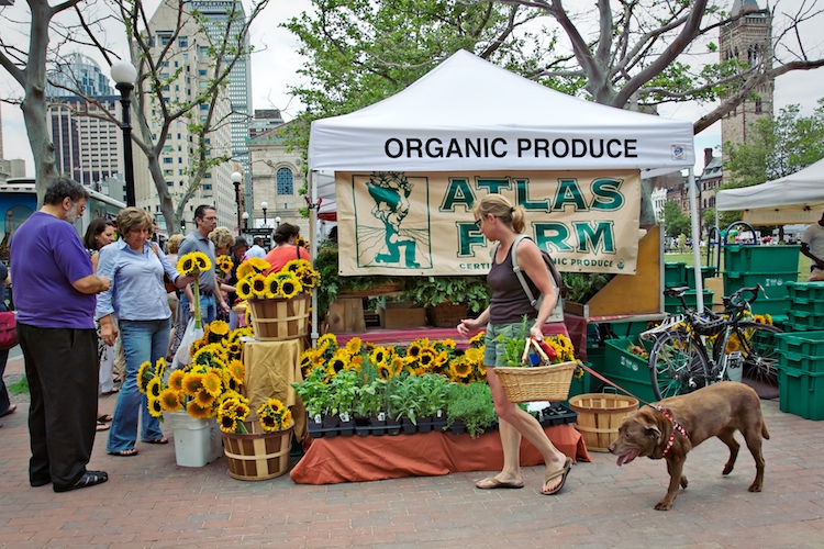 Shopping for Sunflowers