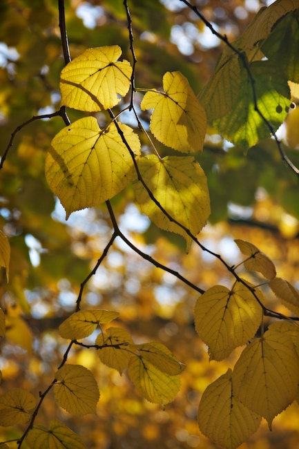 Sunlight on Leaves
