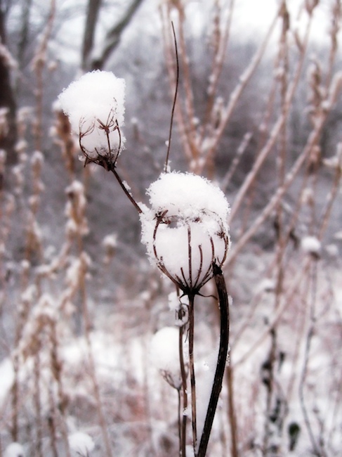 Snow-Flowers