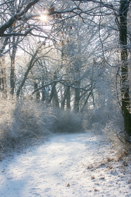 Snow on the Path