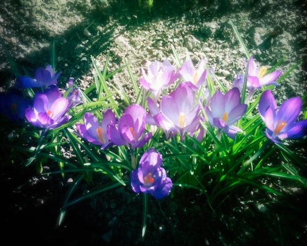 Spring Fever