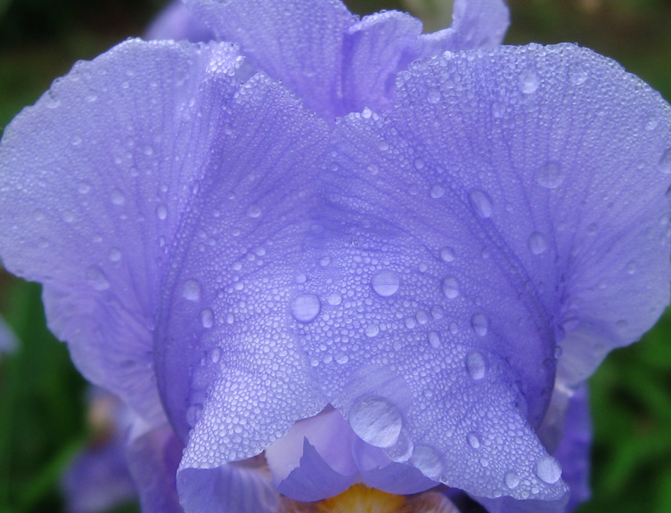 Dusted with Raindrops