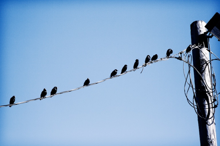 Sitting, Preening and Singing