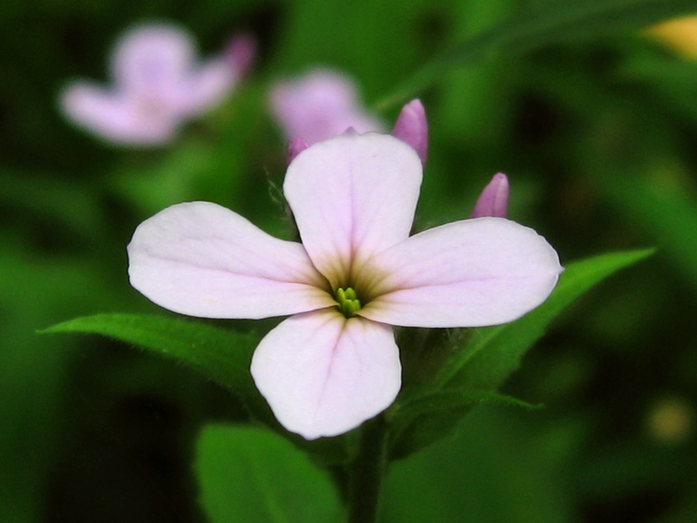 Summer Beauty