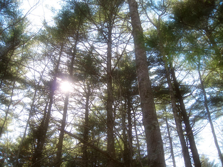 Touching Sunlight