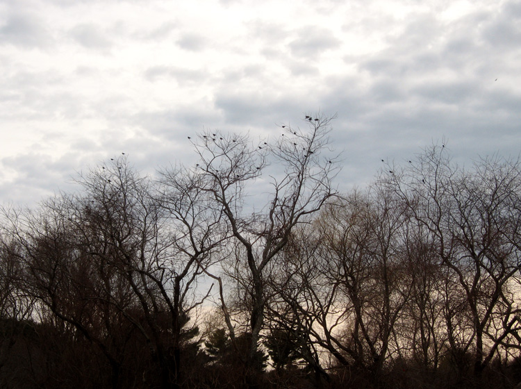 The Birds