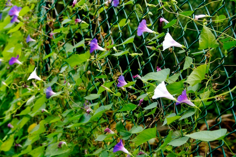 Through the Green Fence