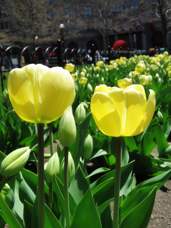 Tulips Smile