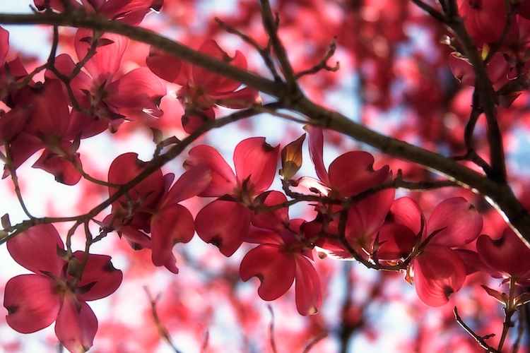 It Might As Well Be Spring