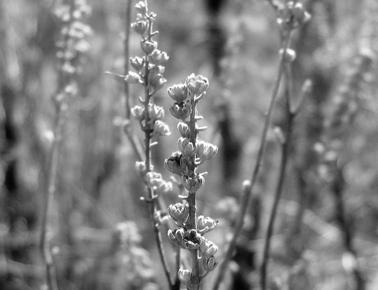 Tiny Treasures