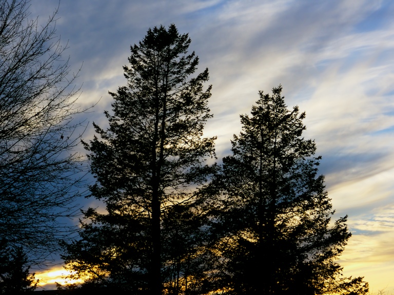 Tree Company