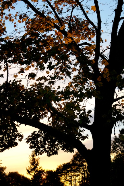 Trees at Twilight