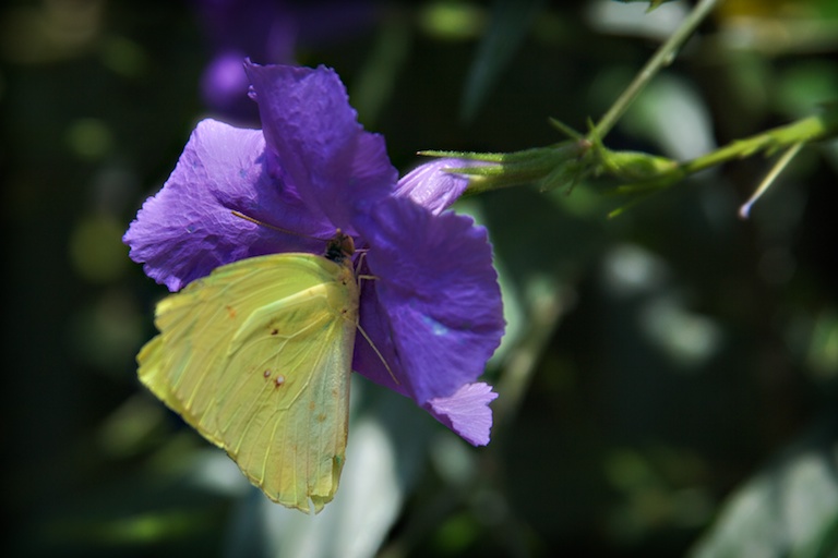 To Sip from a Flower