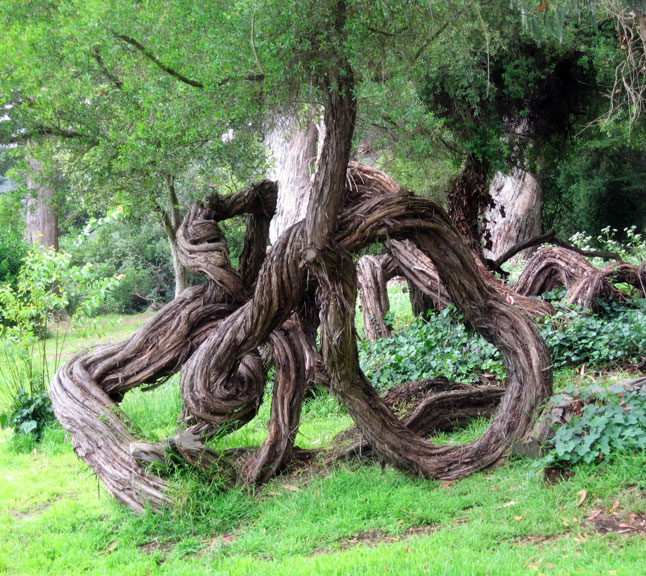 Twisted Tree