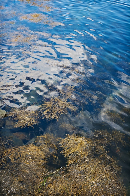 Weeds and Water
