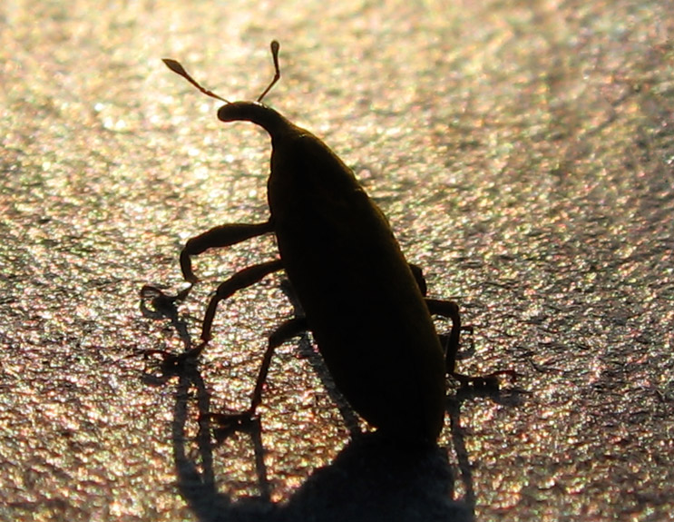 Don't Fear the Weevil