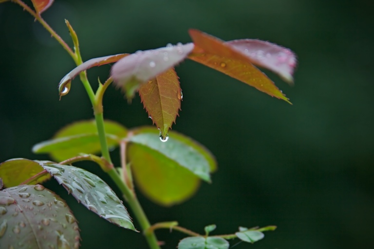 Where Raindrops Gather