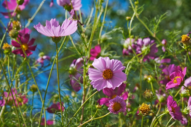 Where the Wildflowers Are
