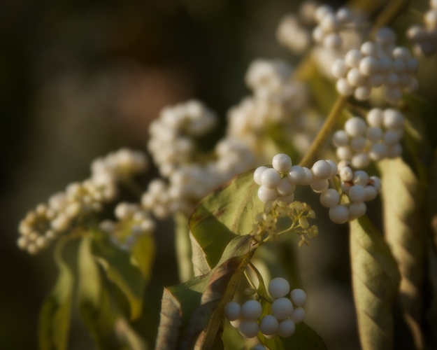 White Berries
