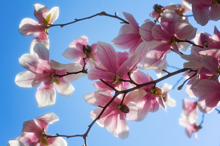 Windblown Blossoms