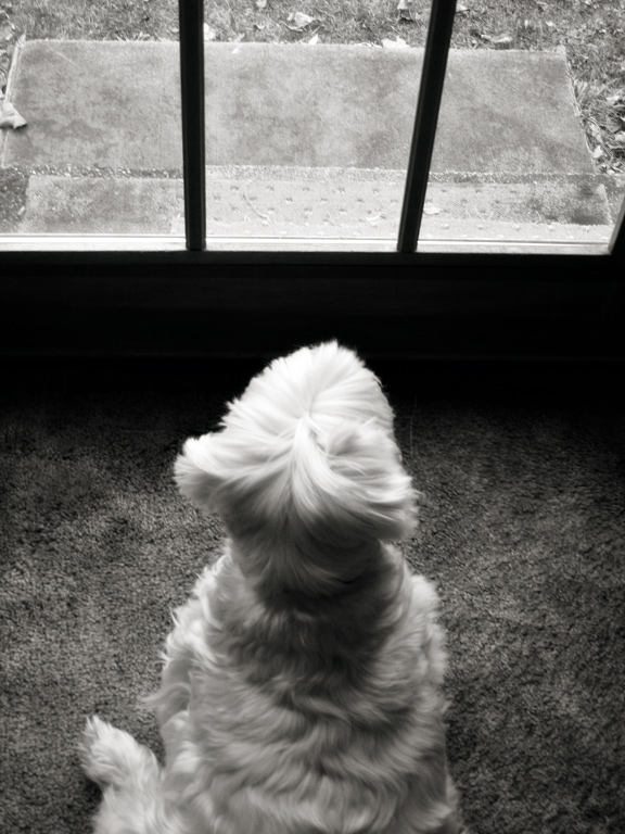 Window Watcher