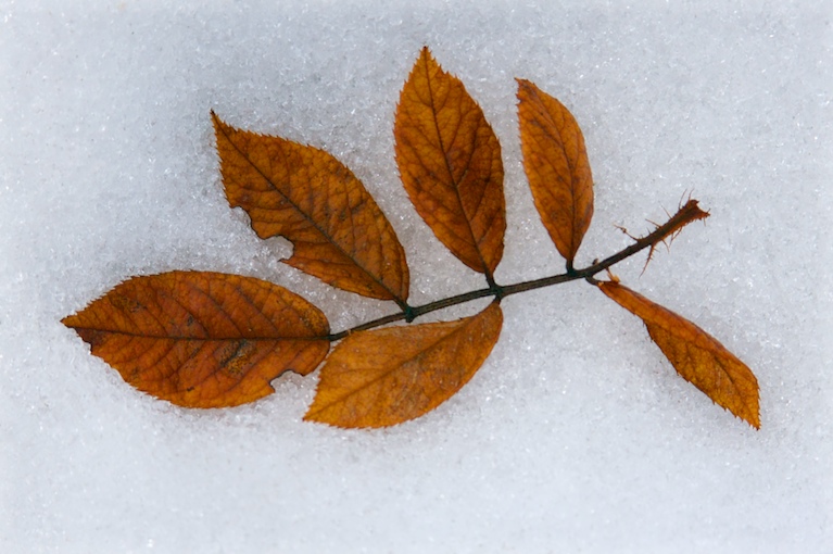 Winter Leaves